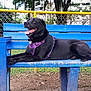 animal, bench, black_dog, canine, chain_link_fence, daytime, dog, fence, grass, grass_field, happy, nature, outdoor, park, pet, purple_harness, resting, tongue_out, tree, wooden_bench