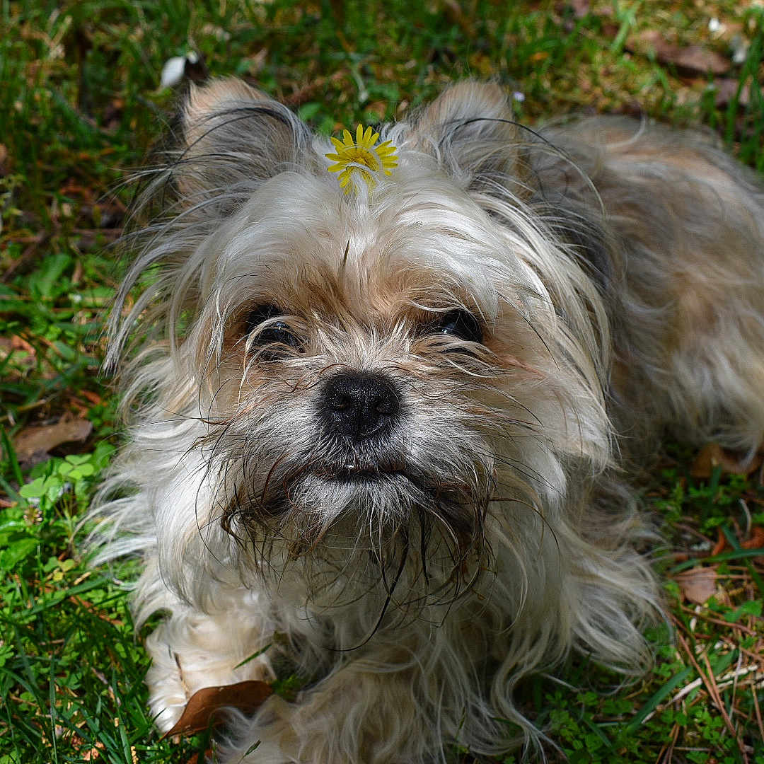 Cerberus is registered to the contest to win money with this photo: affenpinscher, animal, canine, cockerspaniel, dog, flower, grass, lawn, pet, plant, poodle, puppy, terrier