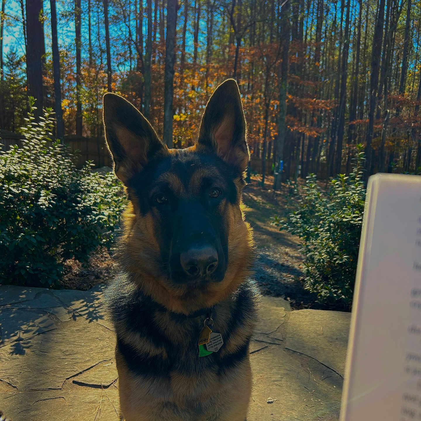 Bonzo is registered to the contest to win money with this photo: animal, canine, dog, germanshepherd, grass, grove, land, landscape, nature, outdoors, path, pet, plant, puppy, rock, soil, tree, vegetation, whiteboard, woodland