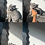 Aloha participe au concours pour gagner de l'argent avec cette photo : animal, cat, collage, cozy, cute, domestic_animal, furniture, gray_cat, hand, indoor, interaction, licking, mirror, pet, resting, rings, shadow, sunlight, wall, watch