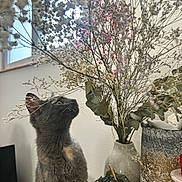Aloha participe au concours pour gagner de l'argent avec cette photo : animal, bouquet, cat, closeup, curious, decor, dried_flowers, feline, flowers, gray_cat, indoor, natural_light, pet, plant, pot, soft_light, table, vase, whiskers, window