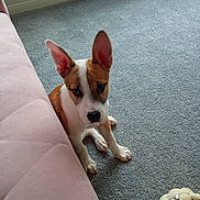 Lucy is registered to the contest to win money with this photo: puppy, dog, pet, indoor, carpet, sofa, pink_sofa, ears, brown_and_white, cute, young_dog, curious, floor, decor, looking, sitting, animal, home, furniture, closeup