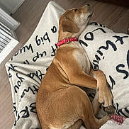 Daisy is registered to the contest to win money with this photo: dog, sleeping, blanket, collar, indoor, floor, couch, pet, resting, brown_dog, canine, cozy, fur, paw, relaxing, comfort, domestic_animal, animal, house, napping