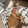 dog, sleeping, blanket, collar, indoor, floor, couch, pet, resting, brown_dog, canine, cozy, fur, paw, relaxing, comfort, domestic_animal, animal, house, napping