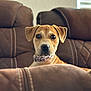 Daisy joined the competition — help win amazing prizes! puppy, dog, brown, couch, indoor, pet, collar, curious, young, face, ears, fur, looking, sitting, cozy, home, animal, cute, portrait, blurred_background