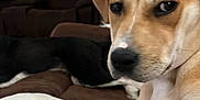 Daisy is registered to the contest to win money with this photo: dog, tan_dog, black_dog, blanket, couch, living_room, window, door, relaxing, indoor, pet, canine, fur, paw, nose, ears, expression, animal, home, comfort
