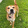 Daisy joined the competition — help win amazing prizes! dog, brown_dog, collar, grass, outdoor, pet, curious, standing, tail_up, fence, canine, animal, friendly, portrait, nature, daylight, greenery, muzzle, ears, four_legs