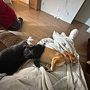 Roxie joined the competition — help win amazing prizes! dog, dogs, blanket, lap, person, red_shirt, wooden_floor, couch, relaxing, resting, indoor, brown_dog, black_dog, collar, footwear, white_shoes, cords, box, living_room, cozy