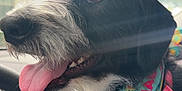 Roxie joined the competition — help win amazing prizes! dog, black_and_white, bandana, tongue_out, car_interior, steering_wheel, dashboard, pet, happy, close_up, sitting, window, daylight, fur, animal, cute, companion, vehicle, leash, portrait