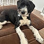 Roxie is registered to the contest to win money with this photo: dog, black_and_white, pet, canine, indoor, couch, leather, fur, relaxed, looking_at_camera, living_room, floor, bar_stools, modern, domestic, animal, companionship, cute, friendly, home