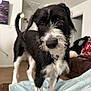 Roxie is registered to the contest to win money with this photo: dog, black_and_white, indoor, curious, pet, tail, fur, blanket, living_room, furniture, canine, close_up, friendly, domestic_animal, scruffy, whiskers, floor, collar, portrait, home