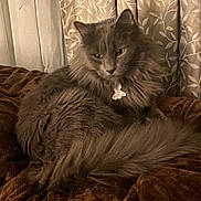 Count Vladimir is registered to the contest to win money with this photo: animal, blanket, cat, cozy, curtain, cute, domestic_animal, feline, fluffy, fur, gray_cat, indoor, mammal, pet, portrait, relaxed, resting, soft, tail, whiskers