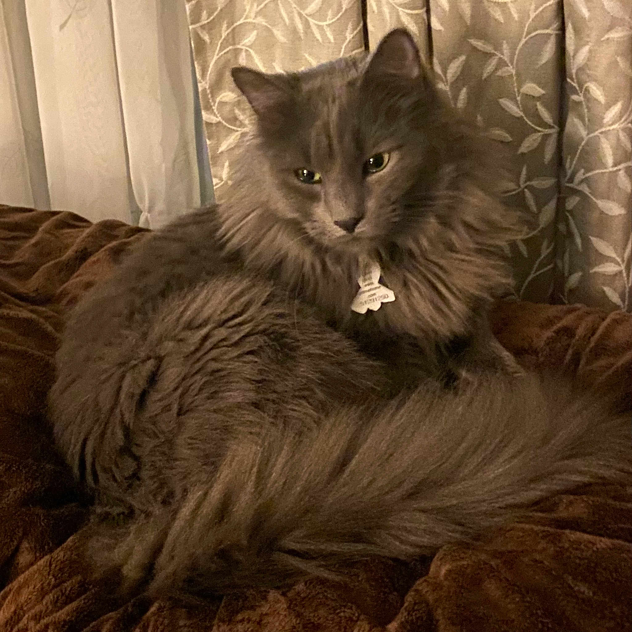 Count Vladimir is registered to the contest to win money with this photo: animal, blanket, cat, cozy, curtain, cute, domestic_animal, feline, fluffy, fur, gray_cat, indoor, mammal, pet, portrait, relaxed, resting, soft, tail, whiskers