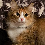 Lady Bugg joined the competition — help win amazing prizes! animal_print, background, brown_fur, cat, close_up, collar, curious, ears, face, feline, fluffy, indoor, pet, pink_nose, portrait, soft_light, texture, whiskers, white_fur, wide_eyes