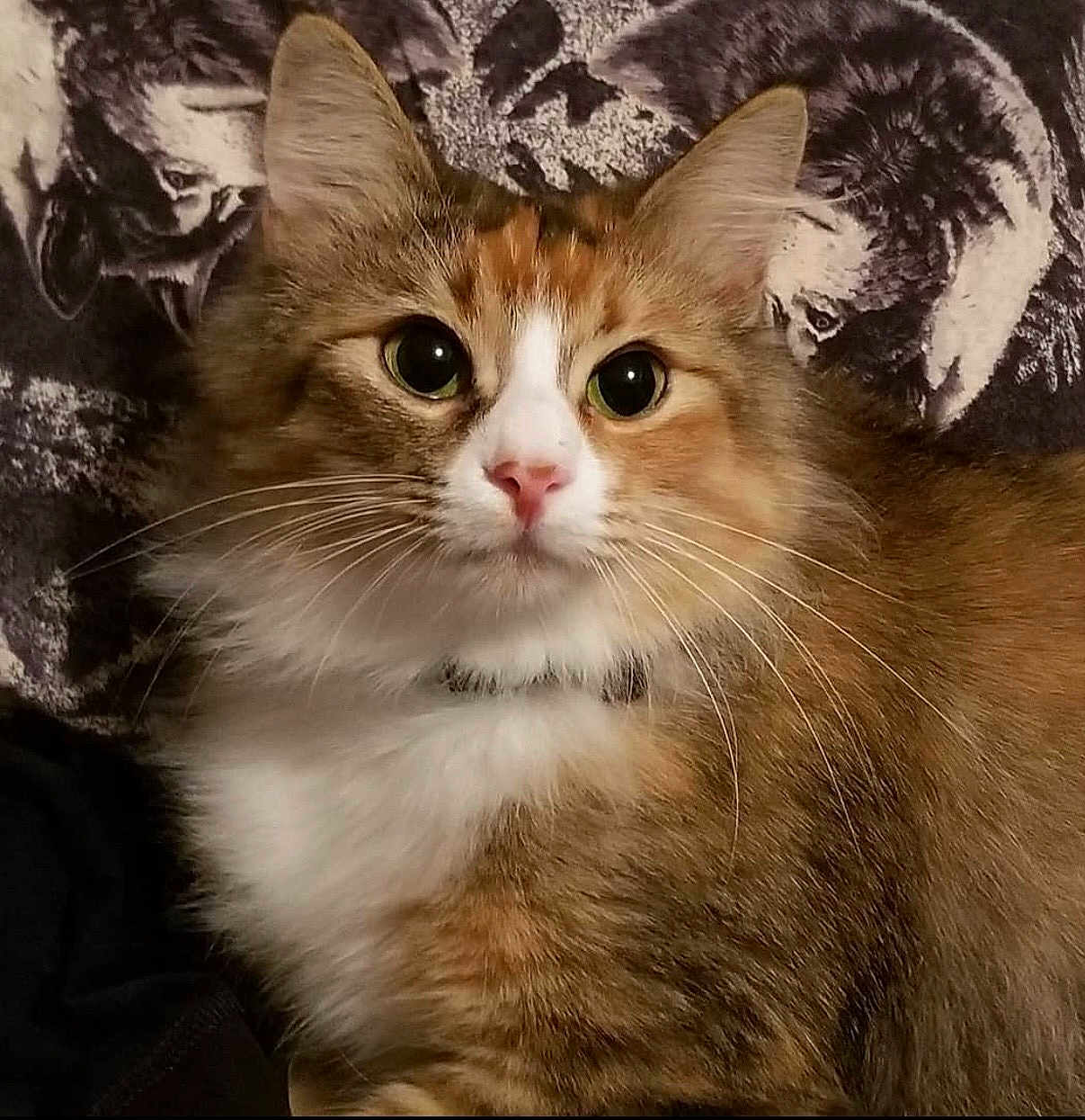 Lady Bugg joined the competition — help win amazing prizes! animal_print, background, brown_fur, cat, close_up, collar, curious, ears, face, feline, fluffy, indoor, pet, pink_nose, portrait, soft_light, texture, whiskers, white_fur, wide_eyes