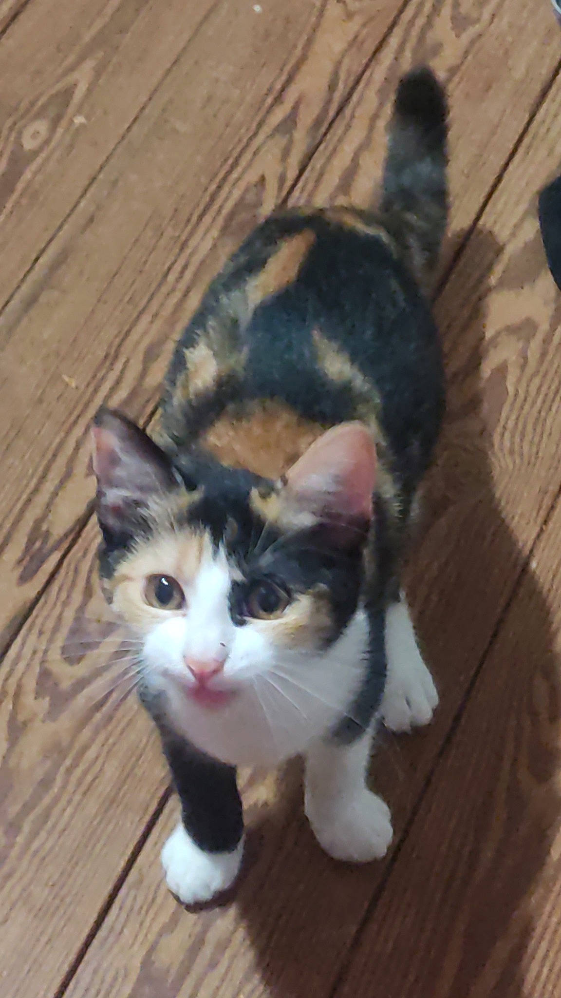 Hope participe au concours pour gagner de l'argent avec cette photo : carnivore, cat, domestic_short_haired_cat, eye, felidae, flooring, foot, fur, grass, hardwood, paw, plank, sitting, small_to_medium_sized_cats, snout, tail, terrestrial_animal, whiskers, wood, wood_stain