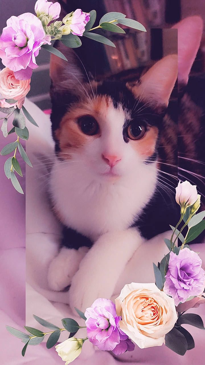 Hope participe au concours pour gagner de l'argent avec cette photo : carnivore, cat, domestic_short_haired_cat, felidae, flower, flower_arranging, flowering_plant, grass, happy, hybrid_tea_rose, magenta, organism, petal, pink, plant, rose, small_to_medium_sized_cats, textile, whiskers, white