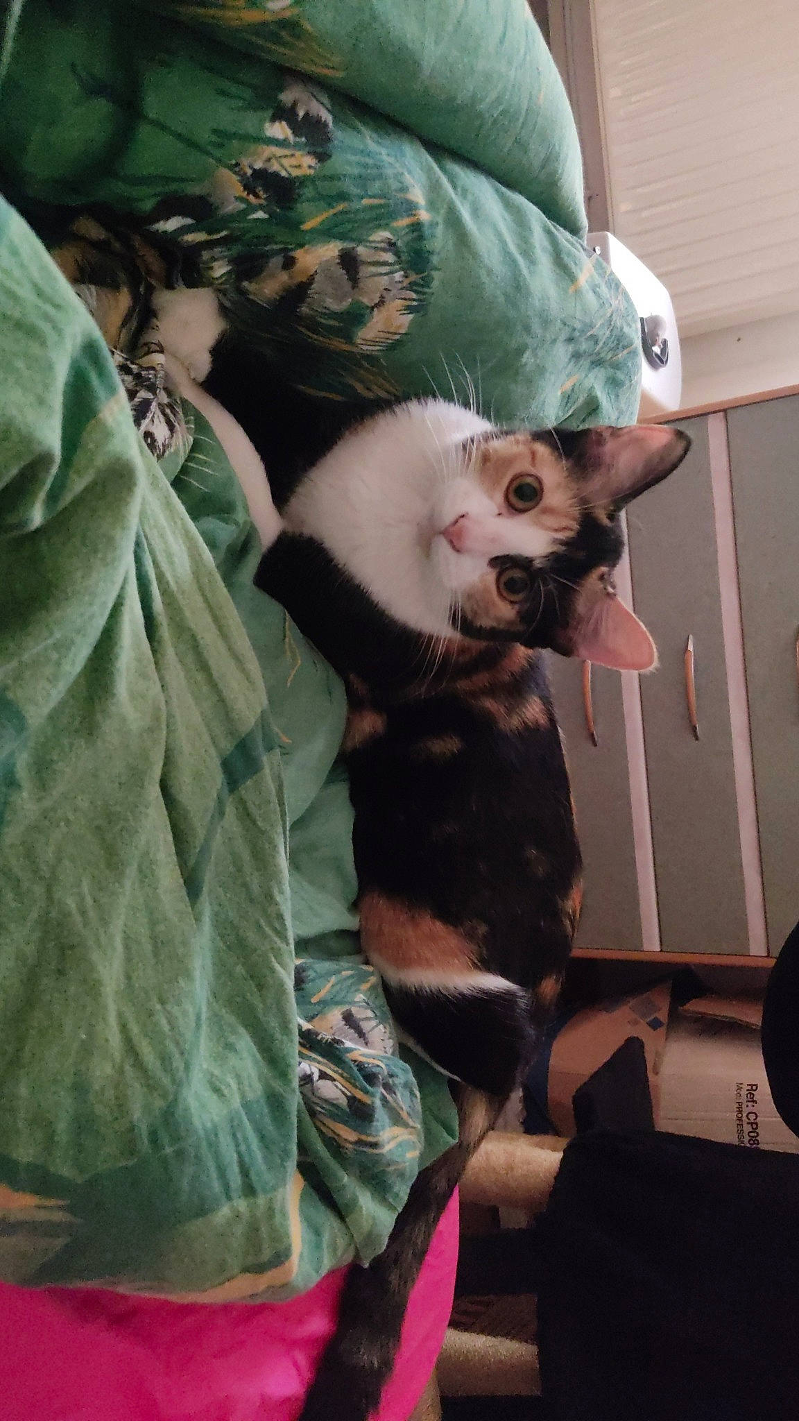 Hope a rejoint le concours — aidez-le/la à gagner de superbes lots ! canidae, carnivore, child, companion_dog, costume, dog_breed, event, felidae, fun, fur, sleeve, small_to_medium_sized_cats, sporting_group, textile, toy_dog, vertebrate, whiskers