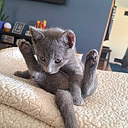 Spooky is registered to the contest to win money with this photo: kitten, gray_cat, pet, animal, feline, indoors, blanket, cozy, cute, grooming, paw, fur, young_cat, home, soft, relaxing, curious, whiskers, ears, tail