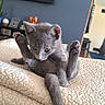 kitten, gray_cat, pet, animal, feline, indoors, blanket, cozy, cute, grooming, paw, fur, young_cat, home, soft, relaxing, curious, whiskers, ears, tail