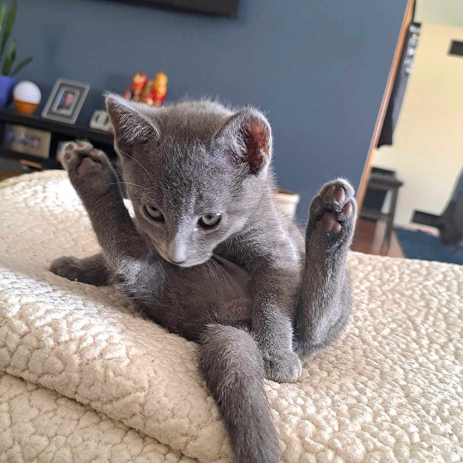 Spooky is registered to the contest to win money with this photo: kitten, gray_cat, pet, animal, feline, indoors, blanket, cozy, cute, grooming, paw, fur, young_cat, home, soft, relaxing, curious, whiskers, ears, tail