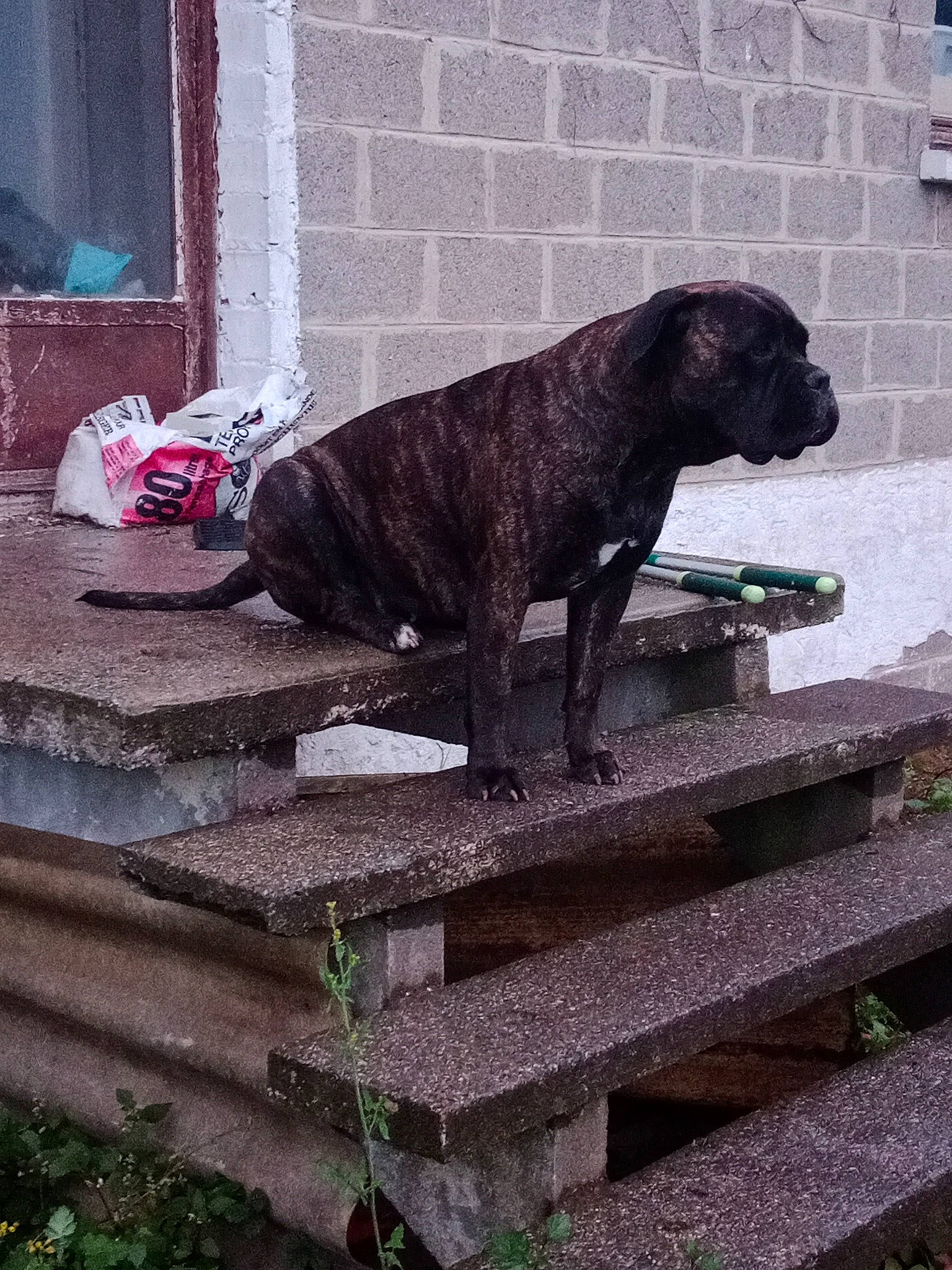 Shana participe au concours pour gagner de l'argent avec cette photo : art, big_cats, canidae, carnivore, companion_dog, dog, dog_breed, fawn, felidae, fur, metal, sculpture, snout, sporting_group, stairs, statue, tail, terrestrial_animal, wood, working_animal