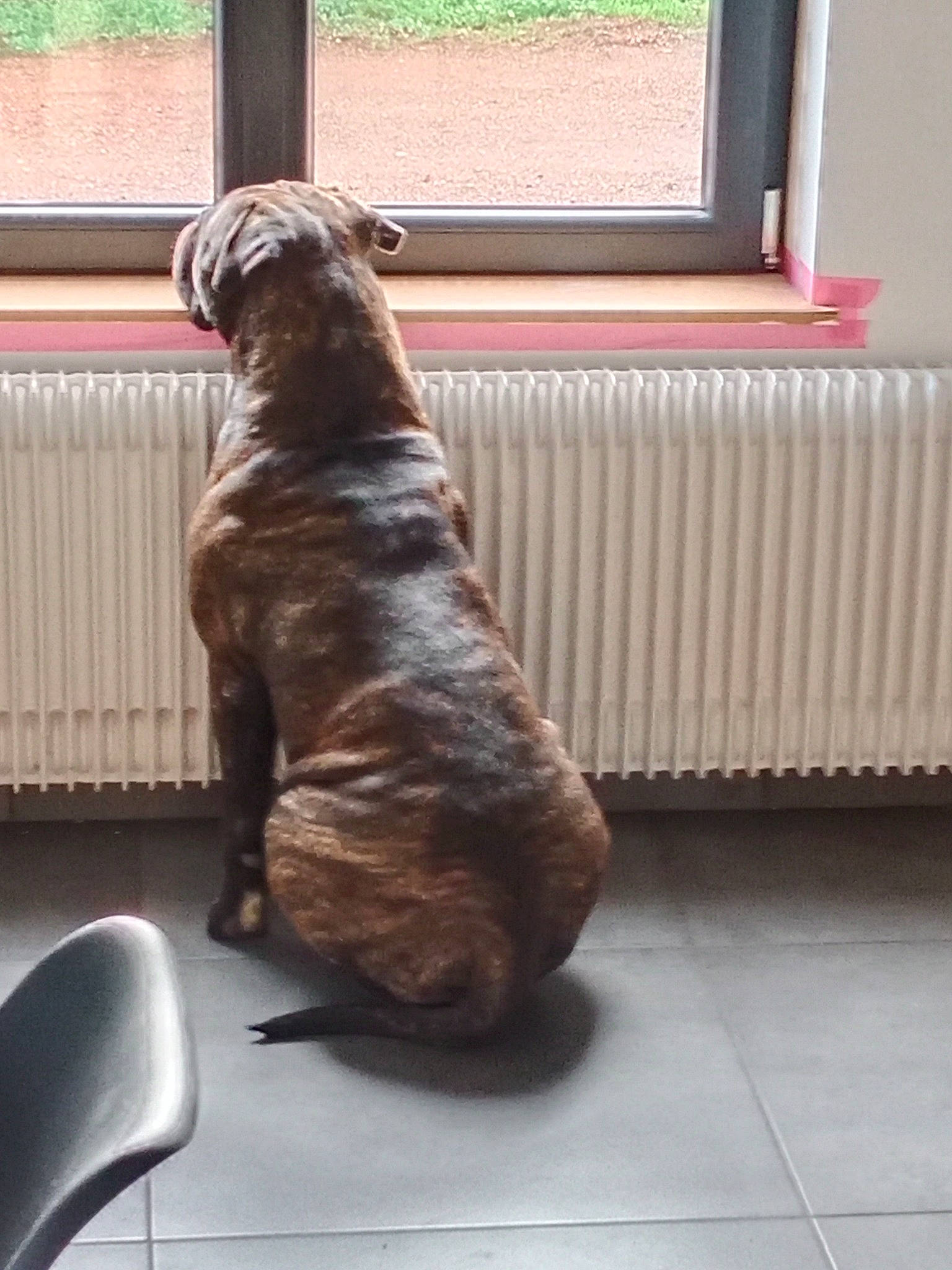 Shana participe au concours pour gagner de l'argent avec cette photo : canidae, carnivore, comfort, companion_dog, dog, dog_breed, fawn, floor, flooring, fur, hardwood, liver, mouse, snout, sporting_group, tail, terrestrial_animal, window, wood, working_animal