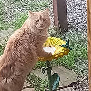 Pretty Boy is registered to the contest to win money with this photo: cat, orange_cat, fluffy, outdoor, garden, sunflower, birdbath, grass, gravel, wooden_deck, curious, animal, pet, nature, greenery, plant, paw, feline, looking, daylight
