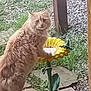 cat, orange_cat, fluffy, outdoor, garden, sunflower, birdbath, grass, gravel, wooden_deck, curious, animal, pet, nature, greenery, plant, paw, feline, looking, daylight