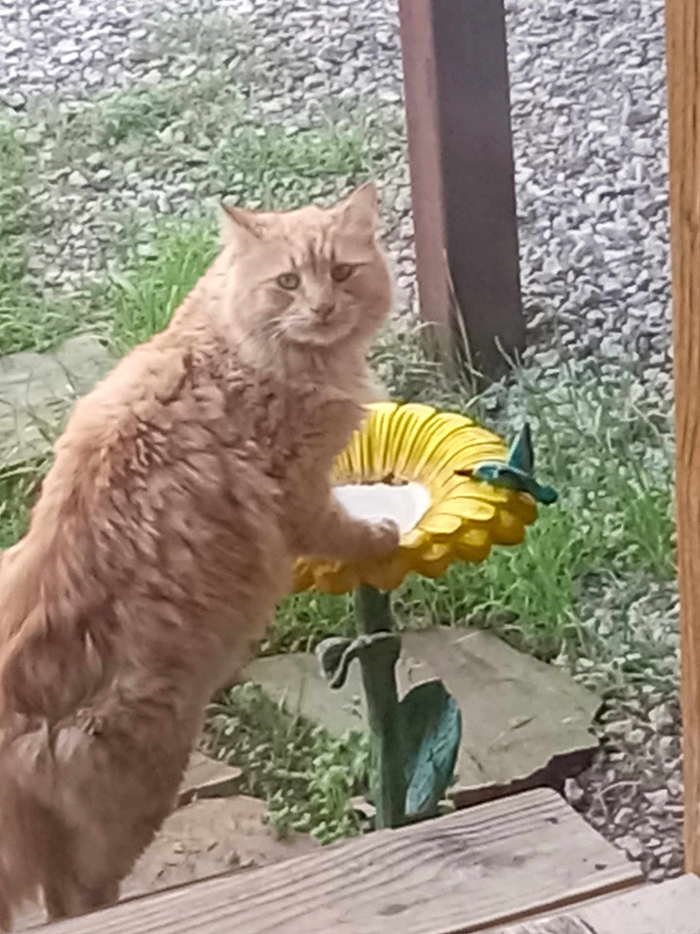 Pretty Boy is registered to the contest to win money with this photo: cat, orange_cat, fluffy, outdoor, garden, sunflower, birdbath, grass, gravel, wooden_deck, curious, animal, pet, nature, greenery, plant, paw, feline, looking, daylight