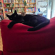Mini participe au concours pour gagner de l'argent avec cette photo : animal, black_cat, books, bookshelf, cat, couch, cozy, domestic_cat, drying_rack, furniture, hanging_lamp, home, indoor, lamp, living_room, pet, plants, red_couch, relaxing, window