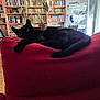 animal, black_cat, books, bookshelf, cat, couch, cozy, domestic_cat, drying_rack, furniture, hanging_lamp, home, indoor, lamp, living_room, pet, plants, red_couch, relaxing, window