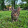 Puma is registered to the contest to win money with this photo: animal, background, building, cat, closeup, curious, daylight, ears, eyes, feline, focus, grass, greenery, nature, outdoor, pet, tabby, trees, walking, whiskers