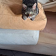 Puma joined the competition — help win amazing prizes! animal, beige, brown, carpet, cat, couch, cozy, curious, cushion, domestic_cat, furniture, green_eyes, home, indoor, pet, resting, sofa, tabby, tabby_cat, texture