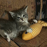 Oliver is registered to the contest to win money with this photo: animal, claw, couch, cute, eyes, fabric, fur, gray_tabby, home, indoor, kitten, paw, pet, playful, plush_toy, resting, texture, toy_fish, whiskers, young_cat