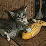 animal, claw, couch, cute, eyes, fabric, fur, gray_tabby, home, indoor, kitten, paw, pet, playful, plush_toy, resting, texture, toy_fish, whiskers, young_cat