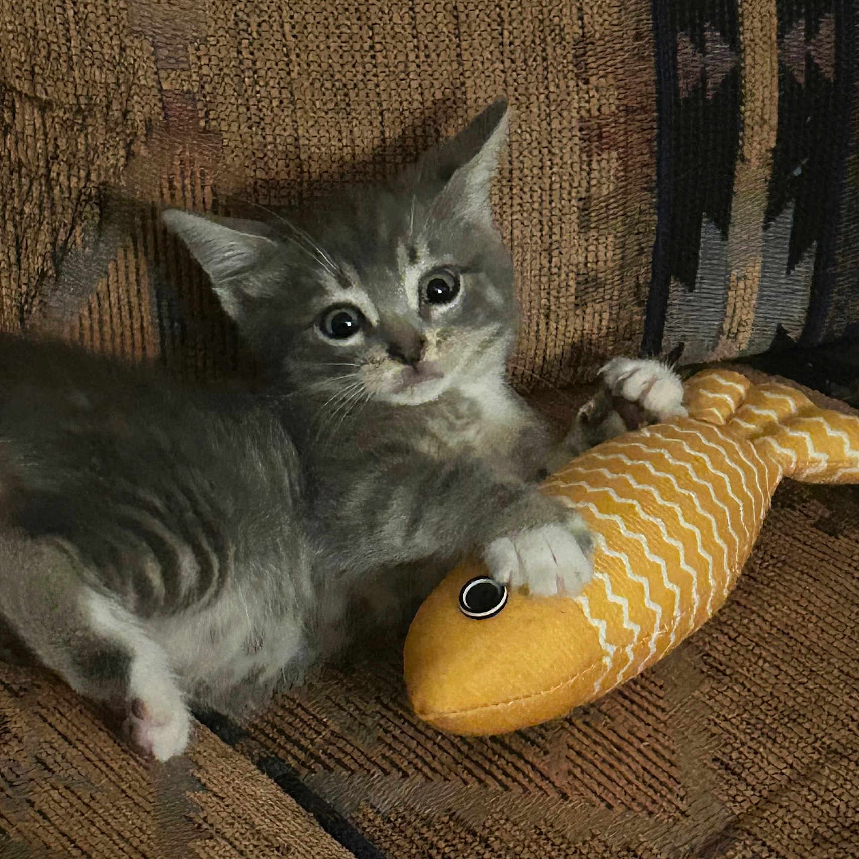 Oliver is registered to the contest to win money with this photo: animal, claw, couch, cute, eyes, fabric, fur, gray_tabby, home, indoor, kitten, paw, pet, playful, plush_toy, resting, texture, toy_fish, whiskers, young_cat