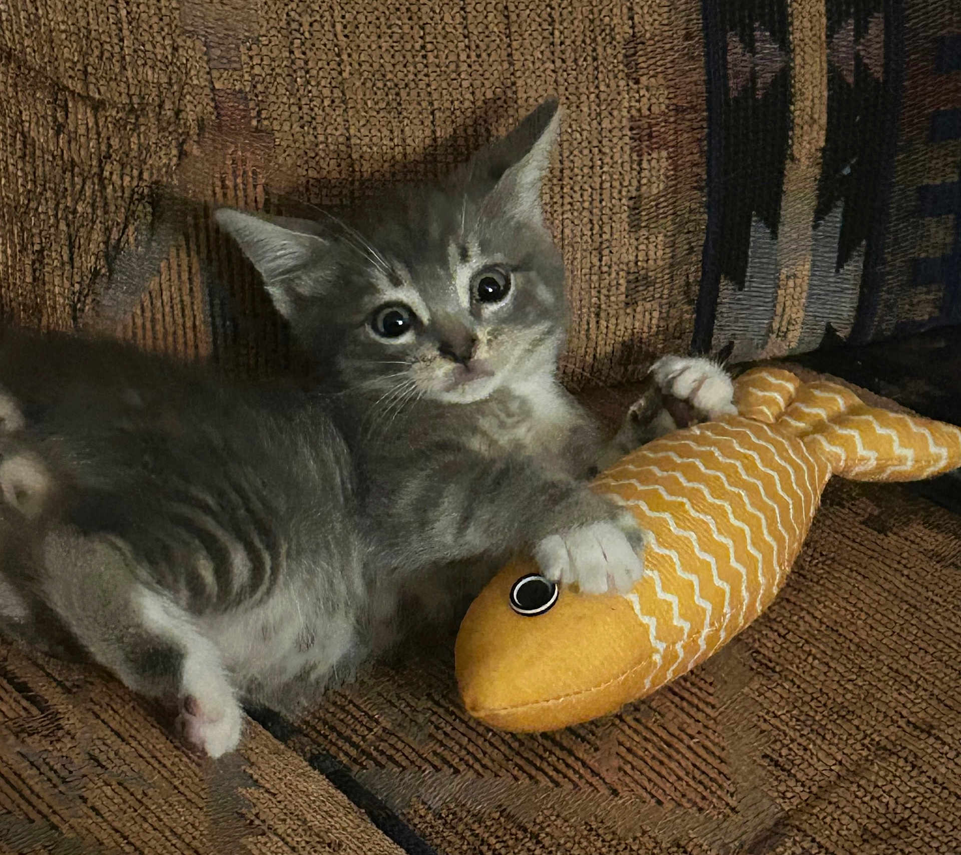 Oliver