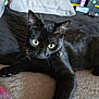 Sapphire is registered to the contest to win money with this photo: alert, animal, black_cat, cat, closeup, cozy, curious, domestic_cat, feline, fur, home, indoor, pet, pillow, relaxed, soft_surface, storage_boxes, stretching, whiskers, yellow_eyes