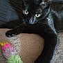 Sapphire joined the competition — help win amazing prizes! animal, black_cat, cat, closeup, collar, colorful, curious, domestic_cat, feline, fuzzy_toy, green_eyes, indoor, paw, pet, playful, relaxed, soft_surface, stretching, toy, whiskers