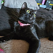 Sapphire joined the competition — help win amazing prizes! alert, animal, bell, black_cat, cat, closeup, collar, cute, domestic_cat, feline, fur, household, indoor, lying_down, pet, pillow, relaxed, soft_surface, whiskers, yellow_eyes