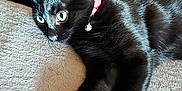 Sapphire is registered to the contest to win money with this photo: alert, animal, bell, black_cat, cat, collar, colorful, cute, domestic_cat, feline, fur, green_eyes, indoor, laying_down, paw, pet, pink_collar, relaxed, soft_surface, toy