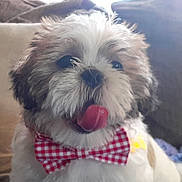 Mr. Boswell is registered to the contest to win money with this photo: dog, puppy, tongue, bow_tie, fluffy, pet, cute, indoor, couch, white, brown, fur, face, close_up, smiling, adorable, domestic_animal, animal, companion, friendly