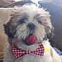 dog, puppy, tongue, bow_tie, fluffy, pet, cute, indoor, couch, white, brown, fur, face, close_up, smiling, adorable, domestic_animal, animal, companion, friendly