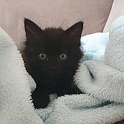 Vanille participe au concours pour gagner de l'argent avec cette photo : kitten, black_cat, pet, animal, fluffy, blanket, couch, indoor, cute, small, fur, whiskers, ears, resting, cozy, domestic_cat, feline, young, alert, soft