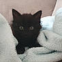 kitten, black_cat, pet, animal, fluffy, blanket, couch, indoor, cute, small, fur, whiskers, ears, resting, cozy, domestic_cat, feline, young, alert, soft