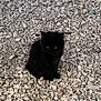 Vanille a rejoint le concours — aidez-le/la à gagner de superbes lots ! kitten, black_cat, cat, animal, pet, outdoor, gravel, stones, small, fur, green_eyes, sitting, quiet, nature, cute, young, mammal, whiskers, feline, alone