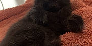 Vanille a rejoint le concours — aidez-le/la à gagner de superbes lots ! kitten, black_cat, fluffy, sleepy, pet, animal, feline, indoor, blanket, orange_blanket, resting, cute, fur, tail, paw, cozy, domestic_cat, relaxed, soft_texture, closeup