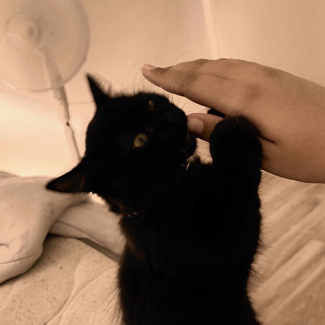 Vanille participe au concours pour gagner de l'argent avec cette photo : animal, bed, black_cat, cat, claws, cute, domestic, door, fan, finger, fur, furniture, hand, indoor, interaction, mattress, pet, playing, sepia, whiskers