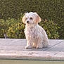 Vic participe au concours pour gagner de l'argent avec cette photo : dog, white_dog, pool, water, outdoor, pet, animal, fur, sitting, sidewalk, greenery, bushes, calm, relaxing, daylight, nature, companion, cute, small_dog, quiet